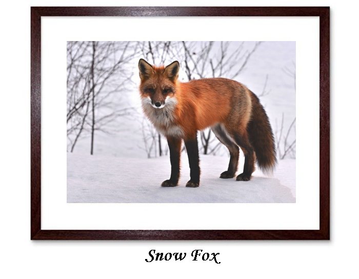 Snow Fox